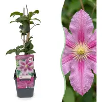 Green Boutiq - 4x Clematis Piilu - Bosrank - Wit - Roze - Klimplant - Ø9cm - 35cm