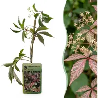 Green Boutiq - 4x Parthenocissus henryana - Chinese wingerd - Groen - Klimplant - Ø9cm - 35cm