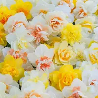 QFB Gardening Bloembollen Mix Dubbele Narcissen Funen's Pride | Dubbel
