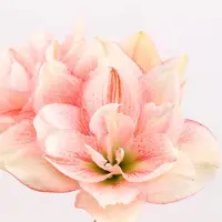 QFB Gardening Amaryllis Pink Glory | Bolmaat 32/34 | Ridderster | Roze | Kamerplant