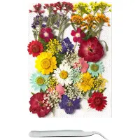 Famanu – Set van 40 kleurrijke gedroogde bloemen voor resin en kunstambachten