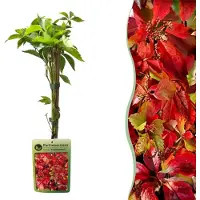Green Boutiq - Parthenocissus quin. 'Engelmannii' - Engelmann klimop - Geel - Groen - Klimplant - Ø9cm - 35cm