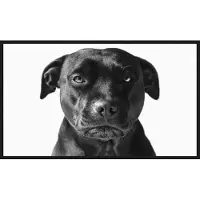 Wandkraft Schilderij - labrador zwart - Collectie faces - Forex met zwarte lijst - 118x70cm