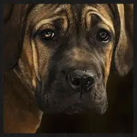 Wandkraft Schilderij - Bordeaux hond - Collectie faces - Forex met zwarte lijst - 74x74cm