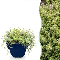 Green Boutiq - Vasteplant - Thymus citr. Sambesi - Citroentijm - Geurend - Geel - 24 Planten - Pot 11cm - Hoogte 15-25cm