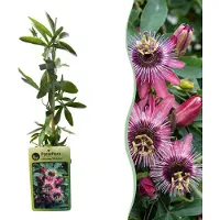Green Boutiq - 4x Passiflora Victoria - Passiebloem - Rood - Roze - Klimplant - Ø9cm - 35cm