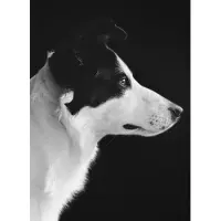Wandkraft Schilderij - hond - border collie - Collectie faces - Dibond wit - 70x118cm