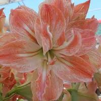 QFB Gardening Amaryllis Lady Jane | Bolmaat 32/34 | Ridderster | Meerkleurig