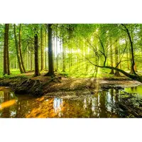 Karo-art 416cm X 254cm - Fotobehang - Mooi boslandschap in de lente, 11 maten, verwen je muren, incl behanglijm, Premium Print