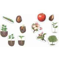 Learning Resources Reuze magnetische levenscyclus van een plant - 5+