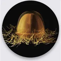 Wandkraft Schilderij - kwal - Collectie Wonder life - Pure Metal - 70 cm rond