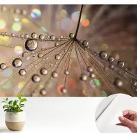 Wallfluent Zelfklevend Fotobehang - Beige Vliesbehang - 104x70 cm - Pareldruppels Fotobehang - Hal behang Texturen - Polyester Behang - Luchtbelvrij Behang