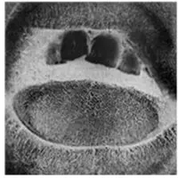 Konkurrent Skullflower - Kino II: Form Destroyer (CD) (Remastered)