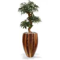 Maxifleur Shirakashi Bonsai x3 80 cm op voet